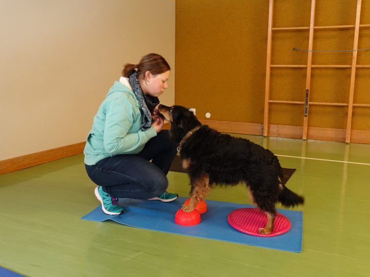 Balancetraining mit Hund