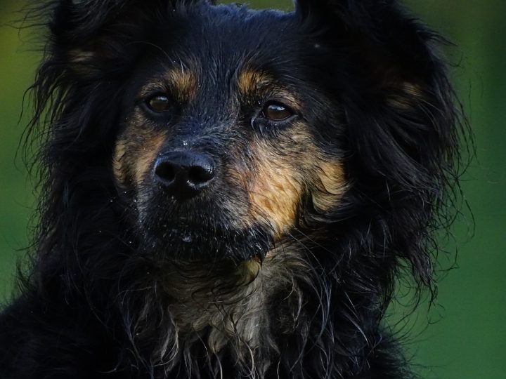 Hund im Büro - so geht es richtig!