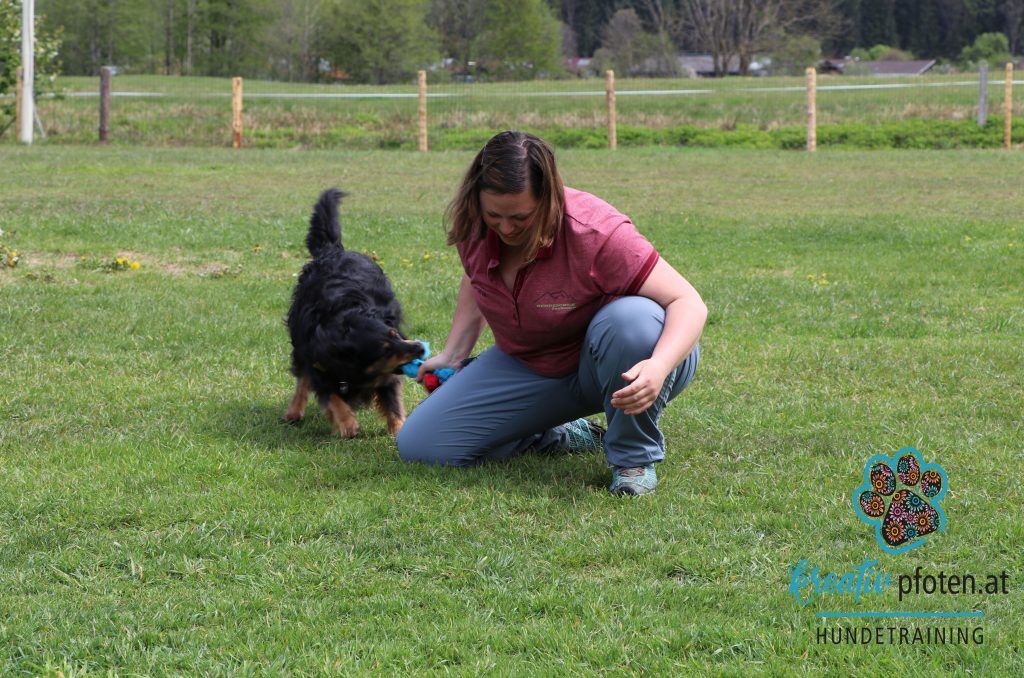 ehrliches Mensch-Hund Spiel