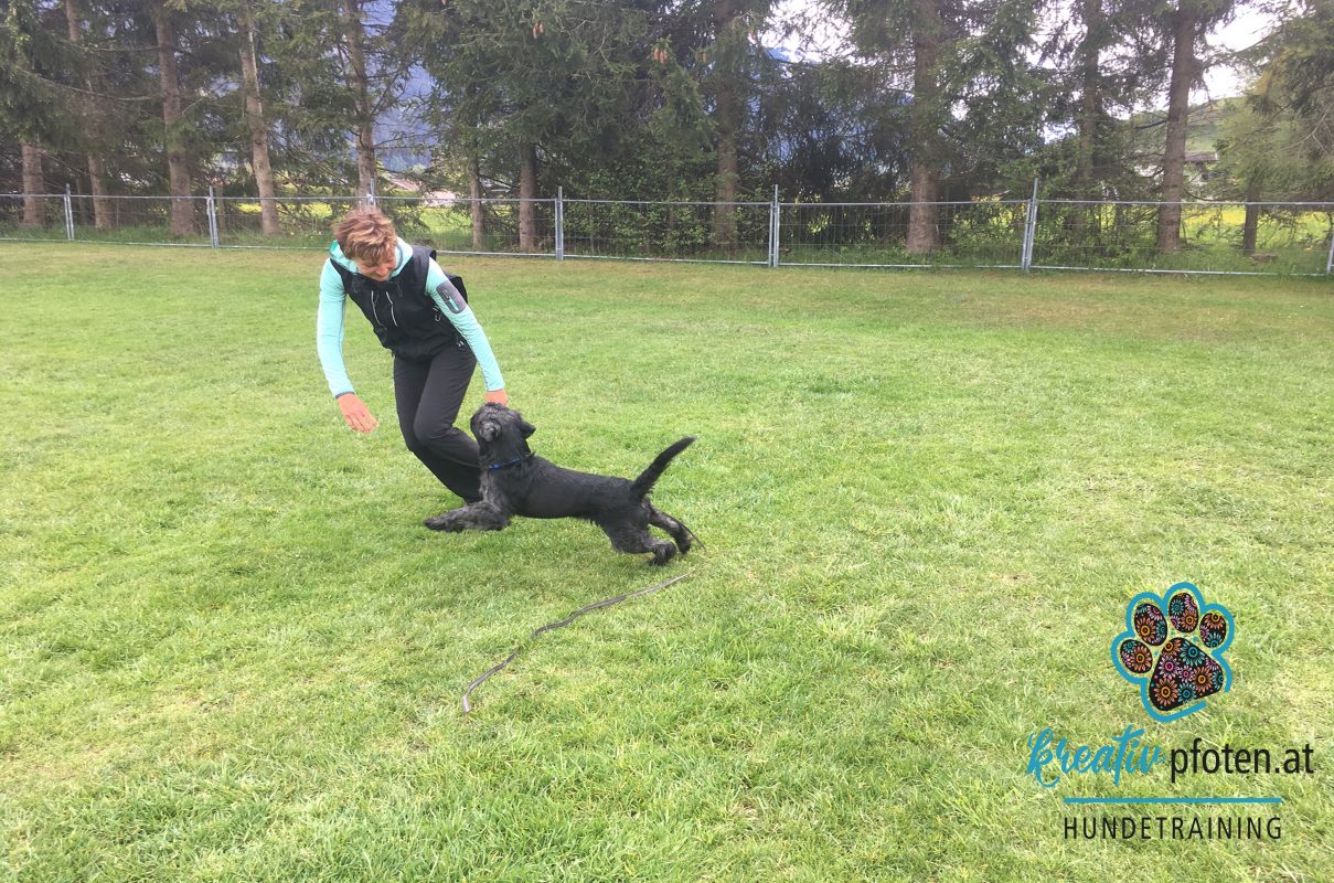 Mensch-Hund Spiel ohne Hilfsmittel