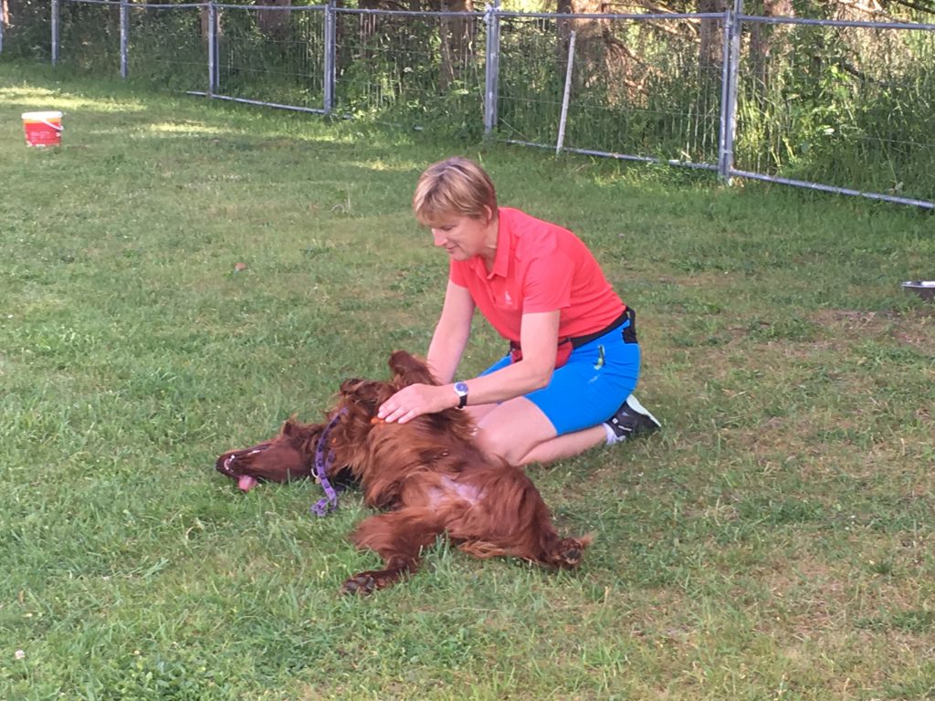 Ruhe finden unter Ablenkung durch andere Hunde