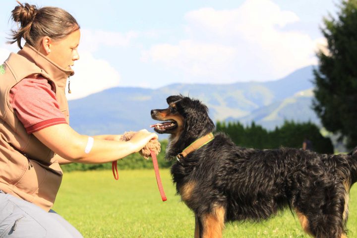 Hundekurs