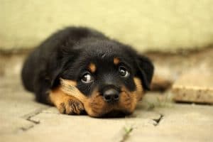 Entspannung im Hund