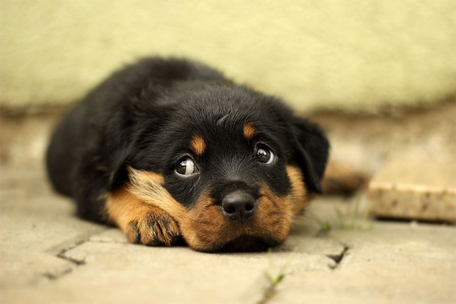 Entspannung im Hund
