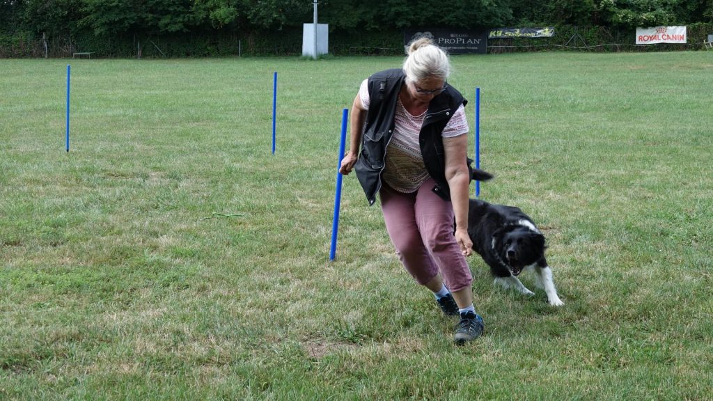 Jagdspiel mit Border Collie